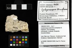 Foto (Objekt + Etiketten) von Cycloprosopon stenofrons (Schweitzer & Feldmann, 2010) 